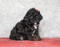 Ember, a female Poodle - Miniature  for sale in Millersburg, OH – 3 of 4