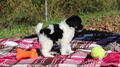 Jillie (AKC), a female Poodle - Miniature  for sale in Millersburg, OH – 8 of 8
