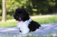 Daisy (AKC), a female Poodle - Miniature  for sale in Millersburg, OH – 3 of 4