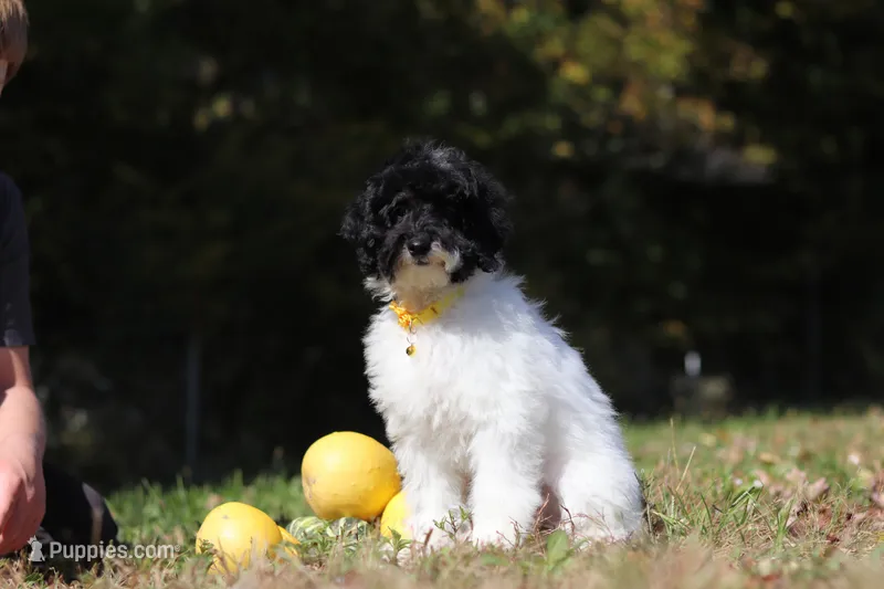 Harley – Poodle - Miniature  puppy for sale in Millersburg, OH