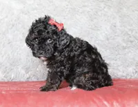 Ember, a female Poodle - Miniature  for sale in Millersburg, OH – 2 of 4