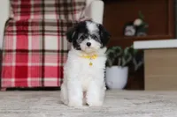 Hudson, a male Poodle - Miniature  for sale in Millersburg, OH – 5 of 7