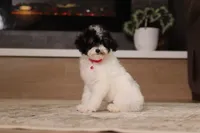 Harper, a female Poodle - Miniature  for sale in Millersburg, OH – 2 of 7