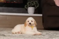 Monty (AKC), a male Poodle - Miniature  for sale in Millersburg, OH – 3 of 7