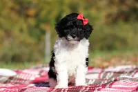 Jillie (AKC), a female Poodle - Miniature  for sale in Millersburg, OH – 7 of 8