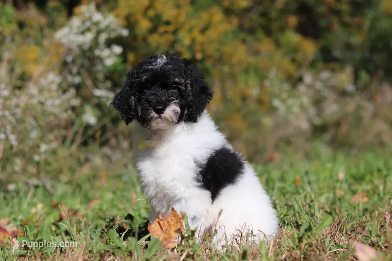 Maverick (AKC) – Poodle - Miniature  puppy for sale in Millersburg, OH