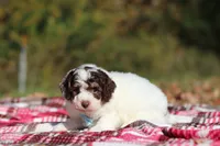 Judd (AKC), a male Poodle - Miniature  for sale in Millersburg, OH – 4 of 6