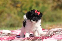 Jillie (AKC), a female Poodle - Miniature  for sale in Millersburg, OH – 3 of 8