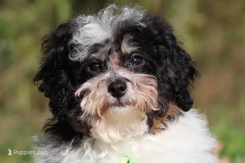 Dawson (AKC) – Poodle - Miniature  puppy for sale in Millersburg, OH