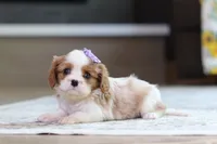 Sammy, a female Cavalier King Charles Spaniel for sale in Millersburg, OH – 2 of 6