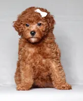 Ruby, a female Poodle - Miniature  for sale in Millersburg, OH – 2 of 4