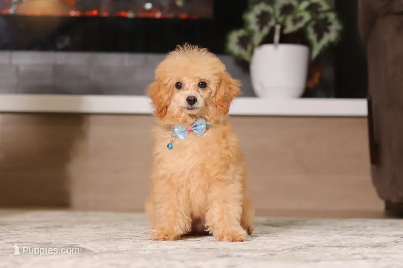 Asher – Poodle - Miniature  puppy for sale in Millersburg, OH