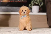 Asher (AKC), a male Poodle - Miniature  for sale in Millersburg, OH – 5 of 7