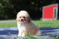 Denver (AKC), a male Poodle - Miniature  for sale in Millersburg, OH – 1 of 4
