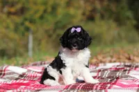 Joisie (AKC), a female Poodle - Miniature  for sale in Millersburg, OH – 5 of 6