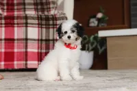 Hazel, a female Poodle - Miniature  for sale in Millersburg, OH – 5 of 7