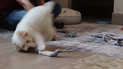 Maisie (AKC), a female Poodle - Miniature  for sale in Millersburg, OH – 7 of 7