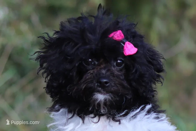 Daisy (AKC) – Poodle - Miniature  puppy for sale in Millersburg, OH