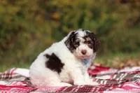 Judd (AKC), a male Poodle - Miniature  for sale in Millersburg, OH – 5 of 6