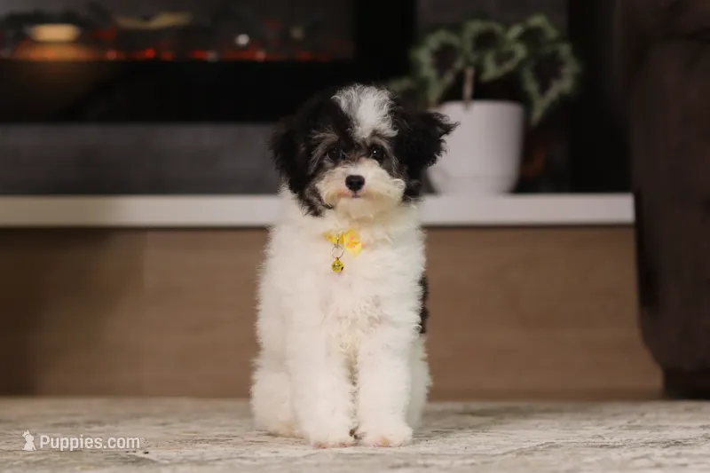 Hudson – Poodle - Miniature  puppy for sale in Millersburg, OH