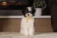 Hudson, a male Poodle - Miniature  for sale in Millersburg, OH – 1 of 7