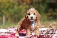 August (AKC), a male Poodle - Miniature  for sale in Millersburg, OH – 4 of 6