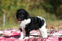Joey (AKC), a male Poodle - Miniature  for sale in Millersburg, OH – 3 of 6