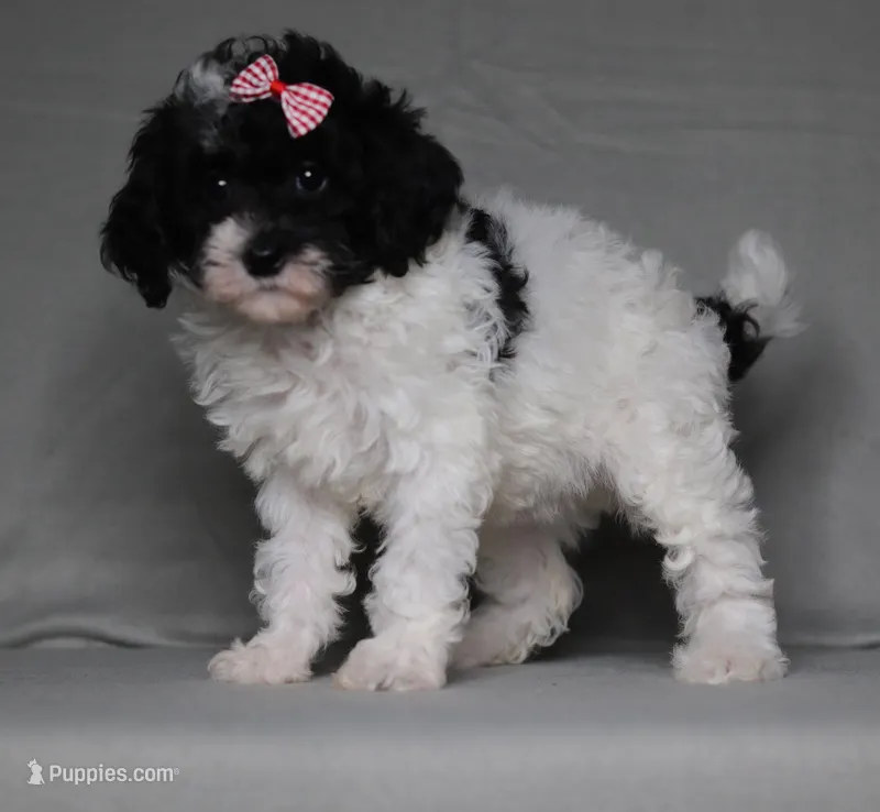 Paisley – Poodle - Miniature  puppy for sale in Millersburg, OH
