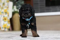 Cooper (AKC), a male Poodle - Miniature  for sale in Millersburg, OH – 7 of 7