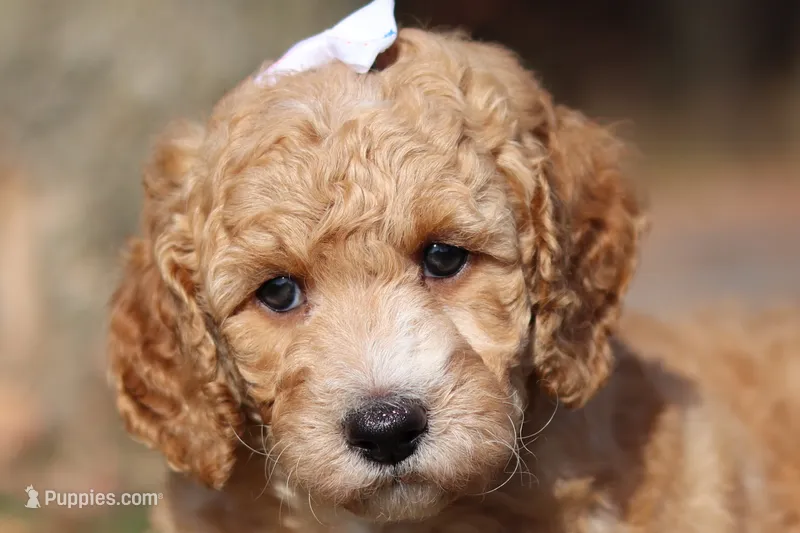 June (AKC) – Poodle - Miniature  puppy for sale in Millersburg, OH