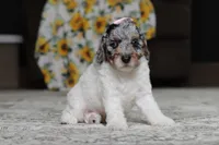 Mabel, a female Poodle - Miniature  for sale in Millersburg, OH – 2 of 5
