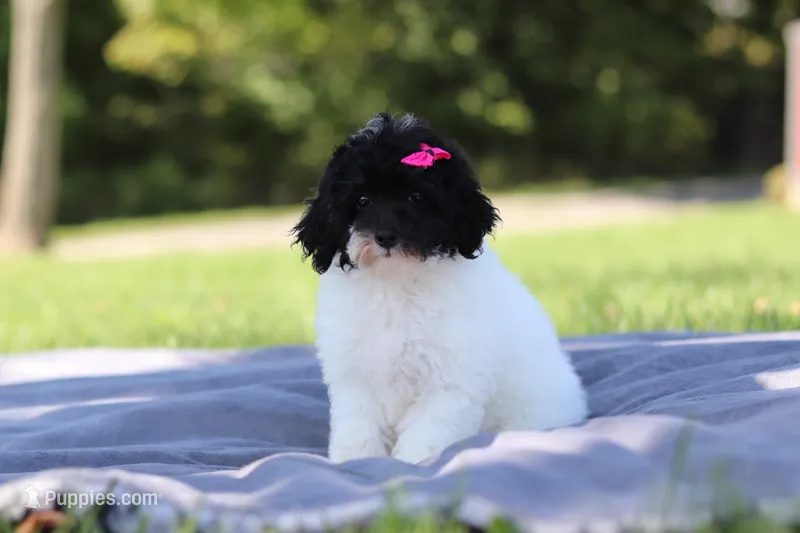 Bailey (AKC) – Poodle - Miniature  puppy for sale in Millersburg, OH