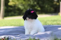 Bailey (AKC), a female Poodle - Miniature  for sale in Millersburg, OH – 1 of 4