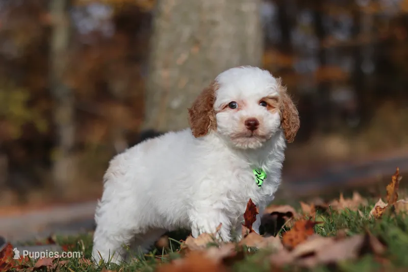 Alfie (AKC) – Poodle - Miniature  puppy for sale in Millersburg, OH