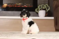 Maverick (AKC), a male Poodle - Miniature  for sale in Millersburg, OH – 6 of 7