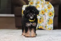 Axel (AKC), a male Poodle - Miniature  for sale in Millersburg, OH – 3 of 7