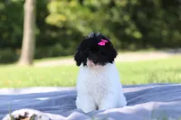 Bailey (AKC), a female Poodle - Miniature  for sale in Millersburg, OH – 2 of 4