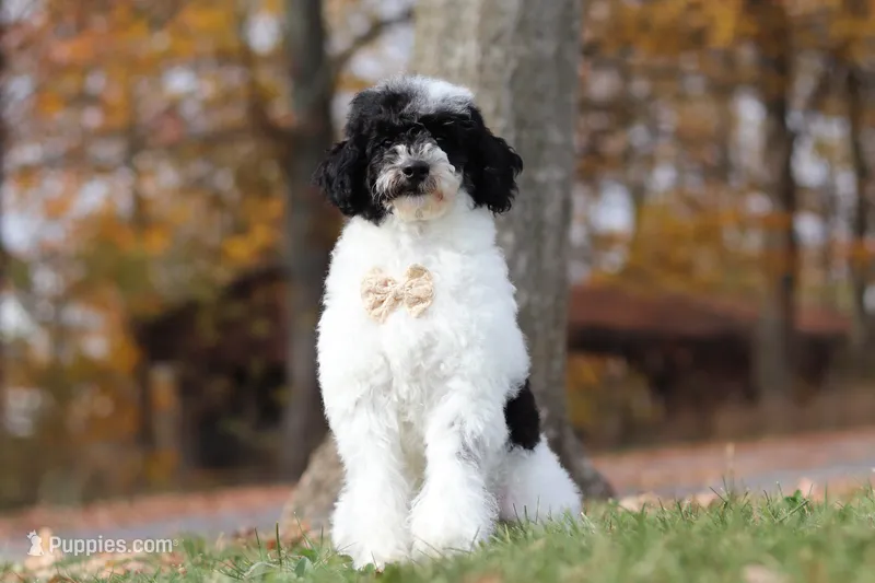 Domino (AKC) – Poodle - Miniature  puppy for sale in Millersburg, OH