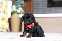 Cody (AKC), a male Poodle - Miniature  for sale in Millersburg, OH – 6 of 7