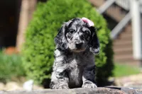 Brielle (AKC), a female Dachshund for sale in Millersburg, OH – 4 of 5