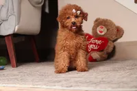 Ruby, a female Poodle - Miniature  for sale in Millersburg, OH – 4 of 5