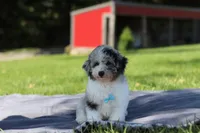 Bandit (AKC), a male Poodle - Miniature  for sale in Millersburg, OH – 3 of 4