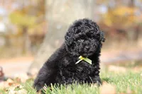 Carter (AKC), a male Poodle - Miniature  for sale in Millersburg, OH – 5 of 7