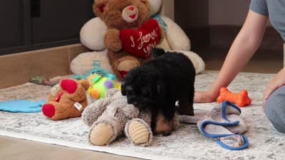 Axel, a male Poodle - Miniature  for sale in Millersburg, OH – 5 of 5