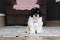 Amber, a female Poodle - Miniature  for sale in Millersburg, OH – 3 of 4