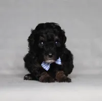 Arthur, a male Poodle - Miniature  for sale in Millersburg, OH – 5 of 5