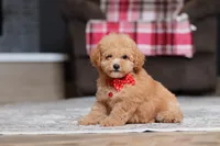 Asher, a male Poodle - Miniature  for sale in Millersburg, OH – 2 of 5