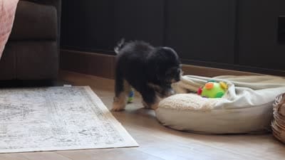 Atlas, a male Poodle - Miniature  for sale in Millersburg, OH – 7 of 7