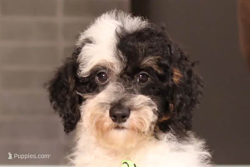 Milo (AKC) – Poodle - Miniature  puppy for sale in Millersburg, OH