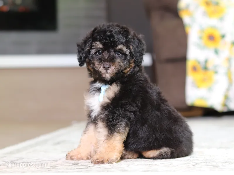 Atlas – Poodle - Miniature  puppy for sale in Millersburg, OH